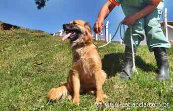 Cotia terá evento de adoção de animais - Cotia e Cia