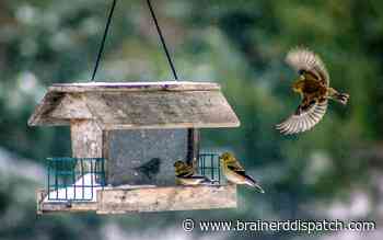 Ask the Master Gardener: The rewards of feeding birds in the winter - Brainerd Dispatch