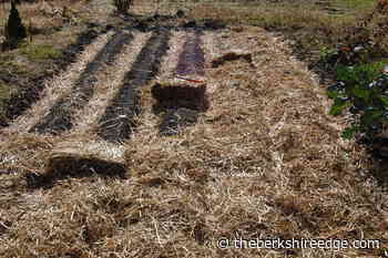 GARDENER'S CHECKLIST: Week of November 11, 2021 - theberkshireedge.com