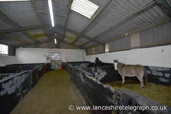 Bleakholt Animal Sanctuary launches donkey appeal