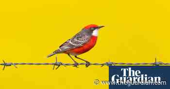 Avian adventurers: BirdLife Australia 2022 calendar – in pictures