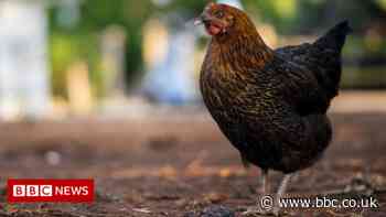 Bird flu is found at sites in Yorkshire and Lancashire