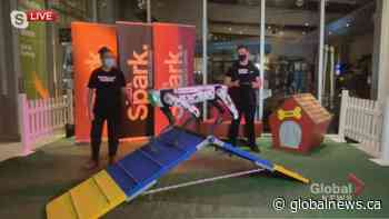 Meet Flint, the Telus Spark Science Centre’s resident robo-puppy