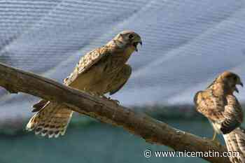 Chasse: la LPO s'inquiète d'une "hécatombe de rapaces" victimes de tirs