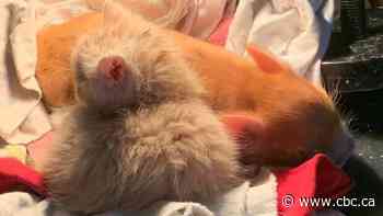 Sask. kitten, piglet make purr-fect family after losing parents