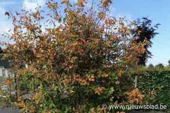 “Nu al bomen planten in Jan van Renesselaan lijkt ons onverstandig door werfactiviteit”