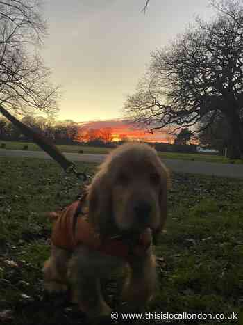 A dog is for life, not a pandemic buddy-Sasha Sofat, St Catherine's School
