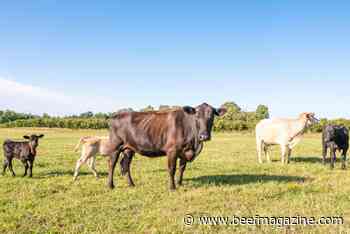 Fall feeder run and cull cow markets