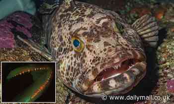 Bizarre lingcod fish with 555 teeth loses up to 20 choppers a day and then grows them back