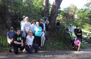 Save Our Trees: Confusion as seven mature trees on Bridal Trail, Nelson Bay marked with yellow crosses - News Of The Area