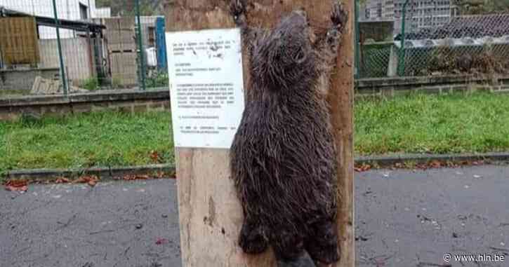 Onbekenden nagelen beschermde bever aan boom in Wallonië: “Ik ben geschokt” - Het Laatste Nieuws