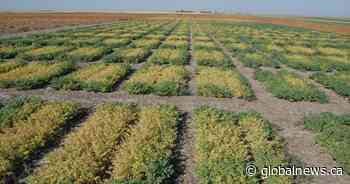 University of Saskatchewan researchers part of a worldwide chickpea study
