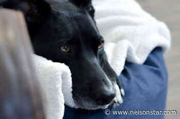 Emergency boarding, hotline launched for animals evacuated in B.C. floods - Nelson Star