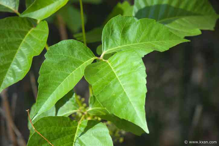 Noticing more poison ivy? Here's why the plant is spreading in Central Texas