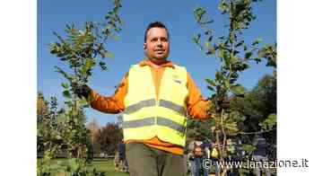 Nuovi alberi Inizia l’opera di sostituzione - LA NAZIONE
