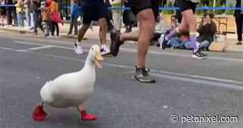 Duck Runs the NYC Marathon Wearing Webbed Running Shoes - PetaPixel