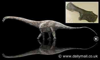 Supersaurus was the longest dinosaur to walk the Earth, measuring 140 feet from snout to tail 