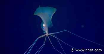 Scientists film ghostly and elusive bigfin squid floating in the deep     - CNET