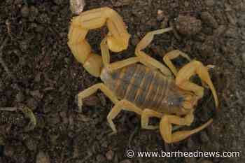 Hundreds suffer scorpion stings amid storms in southern Egypt - Barrhead News