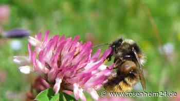 Rosenheim: Golfplätze in den Kreisen Rosenheim und Traunstein als Insektenparadies ausgezeichnet - rosenheim24.de