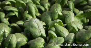 Two Minnesotans sickened in E. Coli outbreak linked to two brands of organic baby spinach