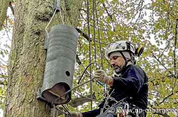 Naturschutz - Kinderstube in luftiger Höhe - Neue Presse Coburg