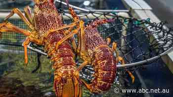 Tempting Victorian lobsters going cheap ahead of Christmas as China's ban continues
