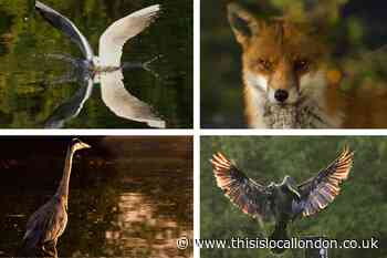South London photographer's stunning Mitcham Common series