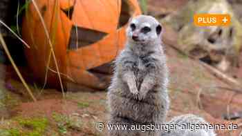 Was im Ulmer Tiergarten als nächstes verändert wird - Augsburger Allgemeine