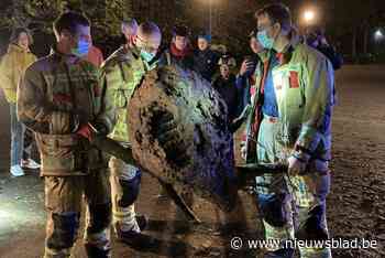 Brandweer haalt gigantisch nest van Aziatische hoornaars uit 30 meter hoge boom