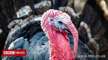 No turkey shortage, says British Poultry Council