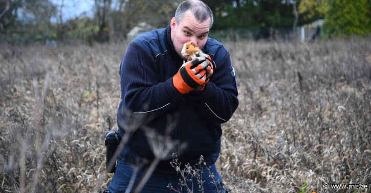 Mannheim:  Tierretter sichern Meerschweinchen in Not (plus Fotogalerie)