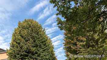 “Sproporzionato abbattere 57 alberi”: il Tar salva i tigli di Fossano - La Stampa