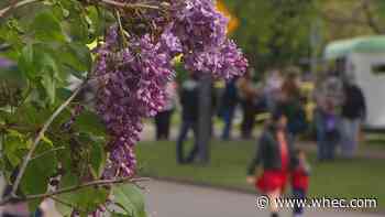 Rochester Lilac Festival 2022 returns with 3-week format, outdoor music stage