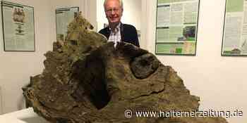 HZ+ Ausstellung erzählt die Geschichte der „1000-jährigen Eiche“ - Halterner Zeitung