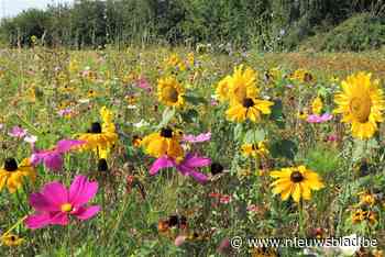 Gemeente plant ruim 3.000 bloembollen om bijen en hommels te helpen overleven