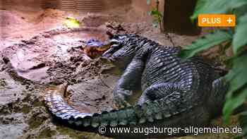 Trauer bei Tierfans: Alligator Timo aus dem Tiergarten Ulm ist tot - Augsburger Allgemeine