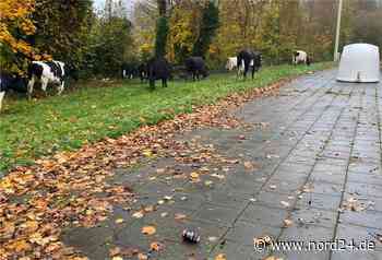Loxstedt: 18 Rinder auf dem Autobahnparkplatz Nesse - Nord24