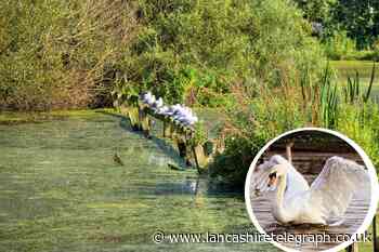 Blackpool: Swans die of suspected bird flu at Stanley Park