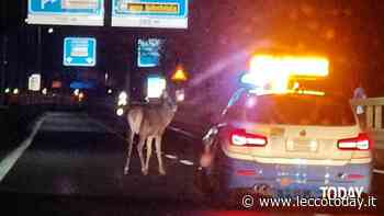 Cervo sbaglia strada e finisce sulla Statale 36: fermato a Lecco - LeccoToday