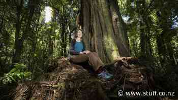 Covid-19: Ease lockdown stress with a bit of 'forest bathing' - Stuff.co.nz