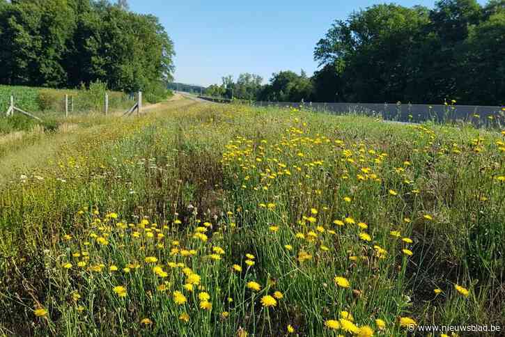 Vlaanderen wil berm N19g natuurlijk beheren