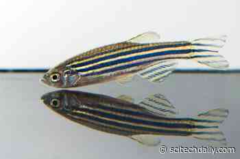 Zebrafish in Virtual Reality Experiment Predict the Future To Avoid Danger