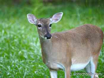 COVID-19 Danger: White-Tailed Deer Found To Be Huge Reservoir of Coronavirus Infection
