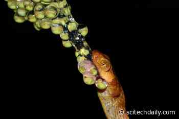 Snakes Diversified Explosively After the Dinosaurs Were Wiped Out 66 Million Years Ago