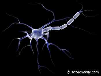 Striking Difference Discovered Between Neurons of Humans and Other Mammals