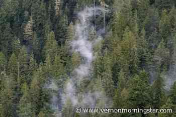 Interior Logging requests inclusion in old growth forest plans – Vernon Morning Star - Vernon Morning Star