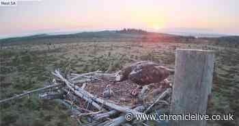 Four part documentary on Kielder Forest in Northumberland starts tonight on Channel 5 - Chronicle Live