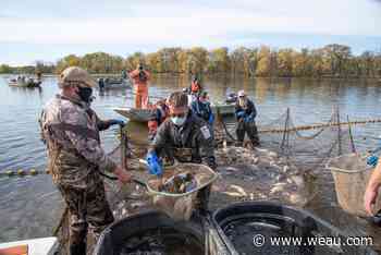 State, federal agencies continue to work to remove invasive carp from Mississippi River - WEAU