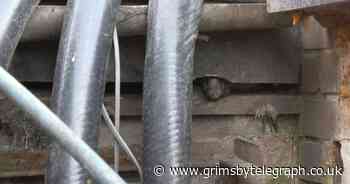 The brazen rats poking out of walls in Cleethorpes Market Place - Grimsby Live